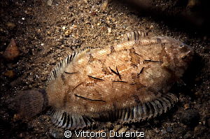 Common sole by Vittorio Durante 